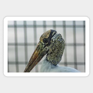 Wood stork Sticker